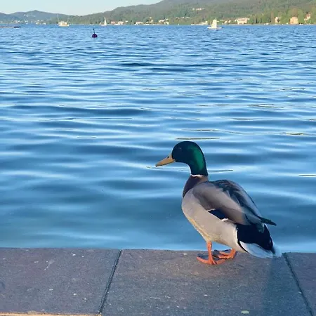 Fresh شقة أوسياخ