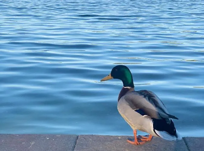 Fresh 아파트 오시아흐